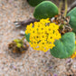 20 YELLOW SAND VERBENA Coastal Abronia Latifolia Arenaria Flower Seeds