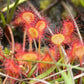 10 CARNIVOROUS SUNDEW PLANT Drosera Flower Seeds