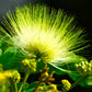 20 WOMAN'S TONGUE TREE White Mimosa Nectar Flower Albizia Lebbeck Legume Seeds