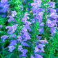 50 Purple False Dragon DRAGONS HEAD Obedient Plant Dracocephalum Flower Seeds