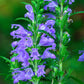 50 Purple False Dragon DRAGONS HEAD Obedient Plant Dracocephalum Flower Seeds