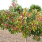 5 PISTACHIO NUT TREE Pistacia Vera Fruit Red Flowers Seeds