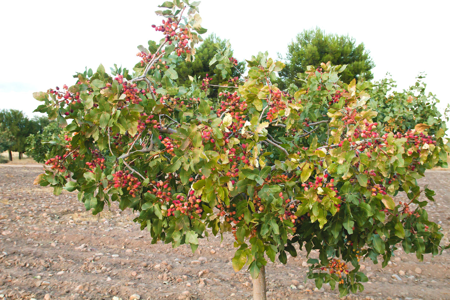5 PISTACHIO NUT TREE Pistacia Vera Fruit Red Flowers Seeds