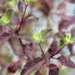 200 Purple Krishna Tulsi HOLY BASIL Ocimum Sanctum Tenuiflorum Herb Flower Seeds