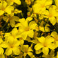 500 Organic GOLDEN FLAX Yellow Linseed Common Linum Flavum Flower Seeds