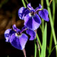 20 ALASKA IRIS Setosa Wild Flag Beachhead Blue Purple White Yellow Native Wetland Flower Seeds