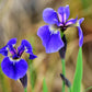 20 ALASKA IRIS Setosa Wild Flag Beachhead Blue Purple White Yellow Native Wetland Flower Seeds
