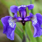 20 ALASKA IRIS Setosa Wild Flag Beachhead Blue Purple White Yellow Native Wetland Flower Seeds