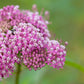 75 RED SWAMP MILKWEED Asclepias Incarnata Flower Seeds