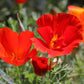 100 RED CALIFORNIA POPPY Eschscholzia Californica Native Flower Seeds