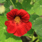 25 Dwarf RED EMPRESS NASTURTIUM Tropaeolum Majus Nanum Hummingbird Flower Seeds