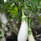 50 CASPER WHITE EGGPLANT Solanum Melongena Fruit / Vegetable Seeds