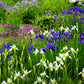 20 MIXED SIBERIAN IRIS Sibirica Iris Bicolor Blue Red White Yellow Purple Siberian Flag Flower Seeds