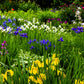 20 MIXED SIBERIAN IRIS Sibirica Iris Bicolor Blue Red White Yellow Purple Siberian Flag Flower Seeds