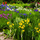 20 MIXED SIBERIAN IRIS Sibirica Iris Bicolor Blue Red White Yellow Purple Siberian Flag Flower Seeds