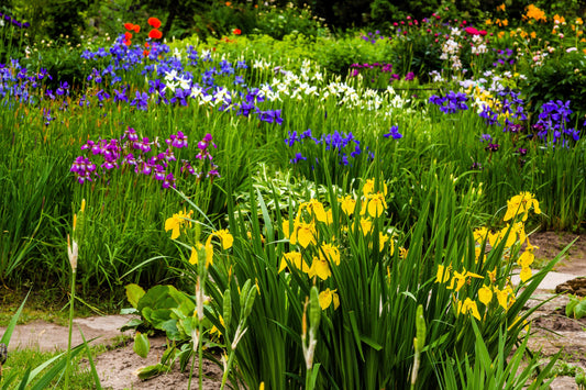 20 MIXED SIBERIAN IRIS Sibirica Iris Bicolor Blue Red White Yellow Purple Siberian Flag Flower Seeds