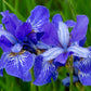 20 MIXED SIBERIAN IRIS Sibirica Iris Bicolor Blue Red White Yellow Purple Siberian Flag Flower Seeds