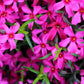 20 PRAIRIE PHLOX Pilosa Mixed Colors Pink Purple White Native Flower Seeds