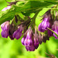10 TRUE COMFREY Comphrey Symphytum Officinale Herb Seeds Purple Flowers