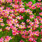 50 ROSE ROBE SAXIFRAGA Arendsii Mossy Rockfoil Evergreen Flower Seeds