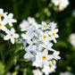 100 Victoria WHITE FORGET Me NOT Myosotis Alpestris Shade or Sun Flower Seeds