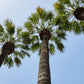 5 COMMON WINDMILL PALM Trachycarpus Fortunei Hardy Chusan Palm Tree Sun Shade Houseplant Seeds