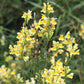 500 BUTTER & EGGS TOADFLAX Linaria Vulgaris Wild Snapdragon Bicolor Yellow Flower Seeds