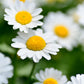 2000 OX EYE DAISY Marguerite Chrysanthemum Leucanthemum White Flower Seeds