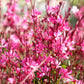 100 Pink GAURA WHIRLING BUTTERFLIES Gaura Biennis Flower Seeds