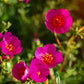 15 Pink WOOD'S ROSE Bush Mountain Rose Rosa Woodsii Fragrant Flower Seeds