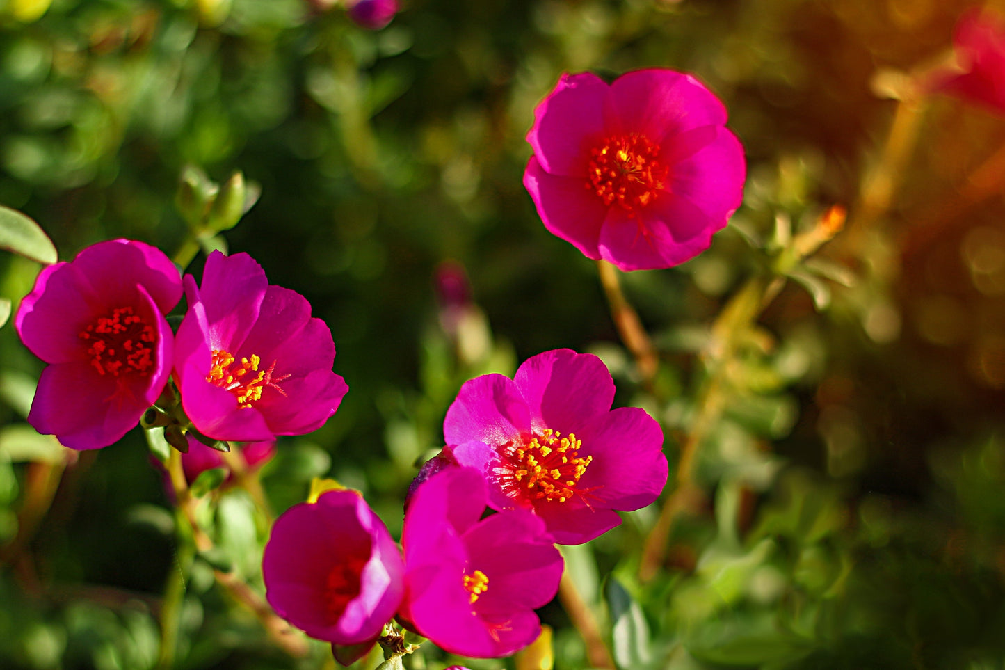 15 Pink WOOD'S ROSE Bush Mountain Rose Rosa Woodsii Fragrant Flower Seeds
