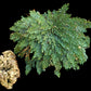 Live RESURRECTION PLANT Rose of Jericho Dinosaur Fern Miracle Air Houseplant
