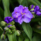 100 Purple OHIO SPIDERWORT (Widows Tears / Bluejacket) Tradescantia Ohiensis Flower Seeds