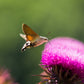 100 ORGANIC Blessed MILK THISTLE Silybum Marianum Hummingbird Purple Flower Seeds