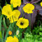 20 Yellow WELSH POPPY Meconopsis Papaver Cambricum Perennial Shade Flower Seeds