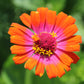 50 CAROUSEL MIX ZINNIA Elegans Carrousel Whirligig Mixed Colors Bicolor Flower Seeds