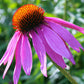 1000 PURPLE CONEFLOWER Echinacea Purpurea Heirloom Flower Herb Seeds