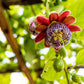 5 GIANT GRANADILLA Red Passion Flower Passiflora Quadrangularis Yellow Fruit Vine Seeds