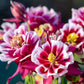 50 Double WINKY ROSE & White COLUMBINE Aquilegia Vulgaris Flower Seeds