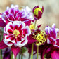 50 Double WINKY ROSE & White COLUMBINE Aquilegia Vulgaris Flower Seeds