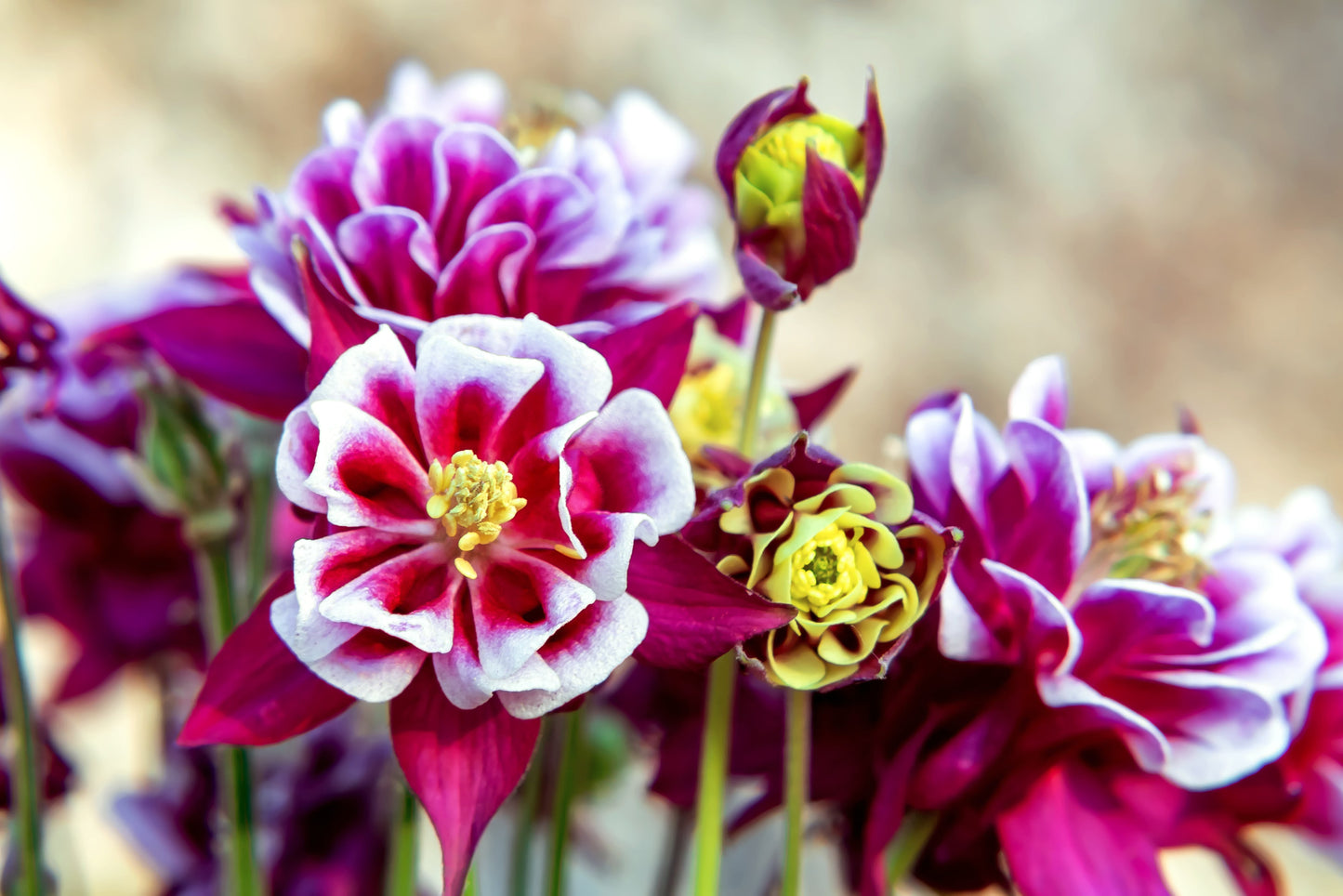 50 Double WINKY ROSE & White COLUMBINE Aquilegia Vulgaris Flower Seeds