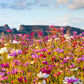 350 COSMOS SENSATION MIX Mixed Colors Cosmos Bipinnatus Flower Seeds