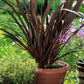10 Purple NEW ZEALAND FLAX Phormium Tenax Purpureum Ornamental Grass Flower Seeds