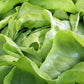 3000 BUTTERCRUNCH LEAF LETTUCE Lactuca Sativa Vegetable Seeds