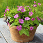 10 ARCTIC RASPBERRY Nagoonberry Rubus Arcticus Red Berry Fruit Bramble Seeds