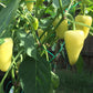 200 SANTA Fe GRANDE PEPPER (Guero Chili Pepper / Yellow Hot Chili Pepper) Capsicum Annuum Vegetable Seeds