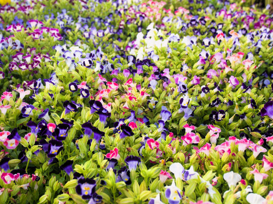 10 KAUAI MIX TORENIA Fournieri Sun or Shade Wishbone Flower Seeds - Mixed Colors 2 Tone Blue Red Pink