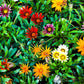 30 Mixed Colors GAZANIA Rigens Treasure Flower Seeds