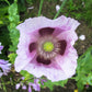 350 TASMANIAN Purple & White POPPY Papaver Somniferum Flower Seeds