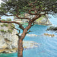10 RED Japanese PINE TREE Korean Pinus Densiflora Evergreen Seeds